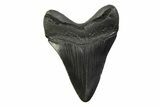 Fossil Megalodon Tooth - South Carolina #341394-1